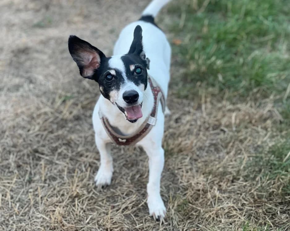 JAROD, male senior Jack Russell Terrier for adoption at SPA Gennevilliers (Grammont), Gennevilliers
