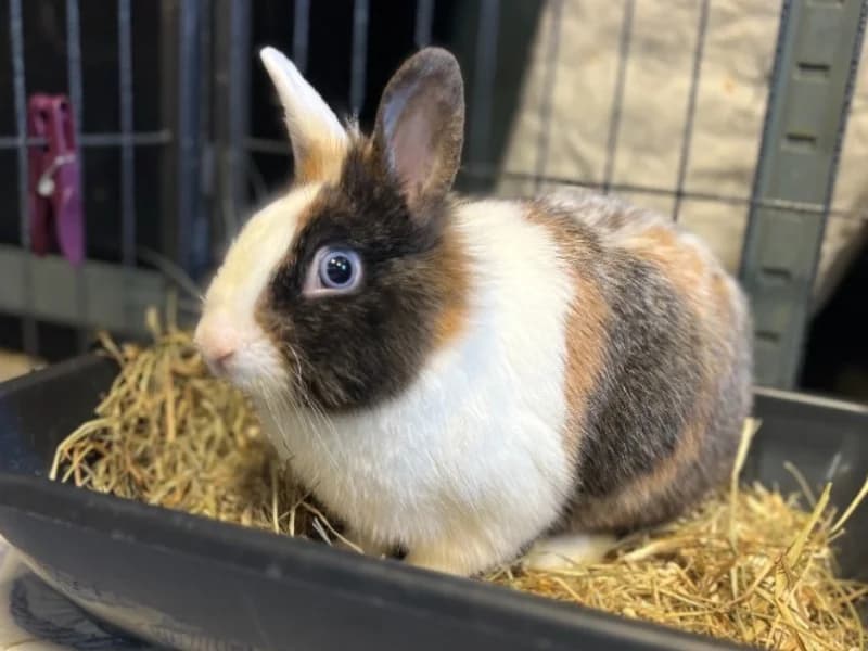 OREO, male Mixed Breed for adoption at SPA Gennevilliers (Grammont), Gennevilliers