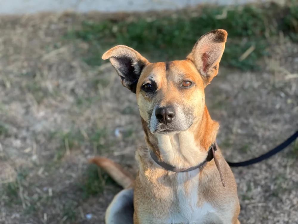 CHIPS, female 7yo mixed breed for adoption at SPA Gennevilliers (Grammont), Gennevilliers