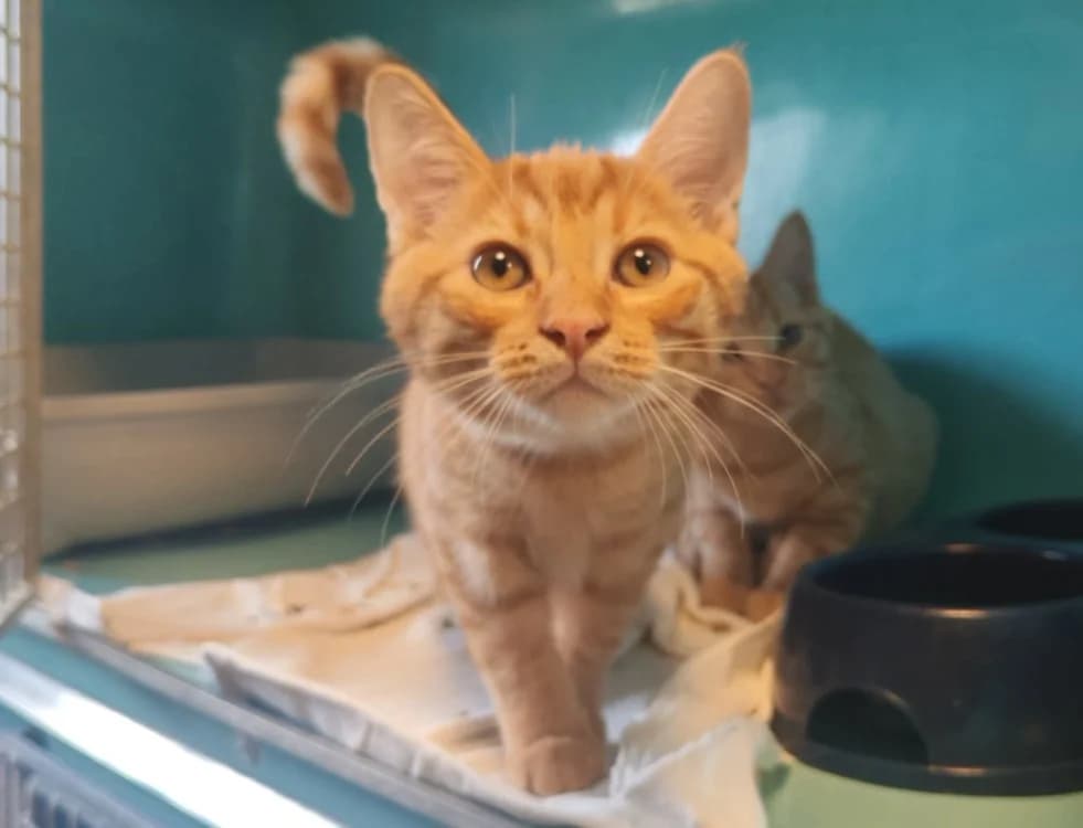 CRAQUANT, male Mixed Breed for adoption at SPA Gennevilliers (Grammont), Gennevilliers