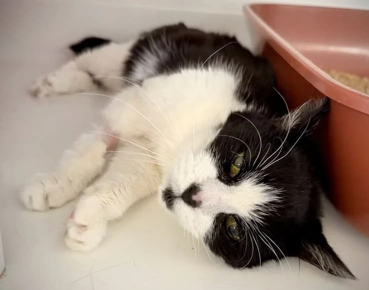 LOLA / LESTAT, female senior Mixed Breed for adoption at SPA Gennevilliers (Grammont), Gennevilliers