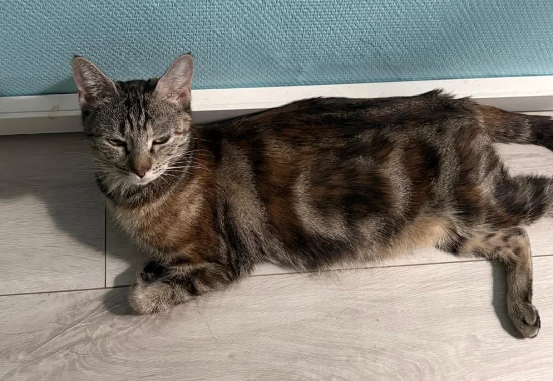SIENNA, female young Mixed Breed for adoption at SPA Gennevilliers (Grammont), Gennevilliers