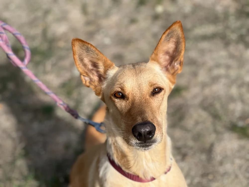 NOUGATINE, female 3yo Mixed Breed for adoption at SPA Gennevilliers (Grammont), Gennevilliers