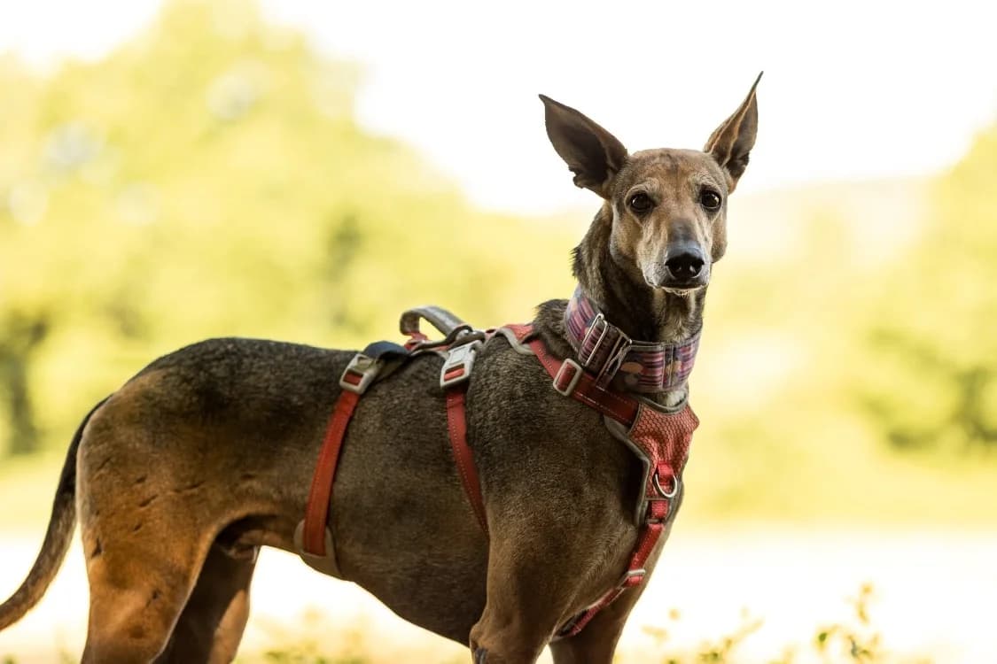 LACOSTE, male 6yo mixed breed for adoption at SPA Gennevilliers (Grammont), Gennevilliers