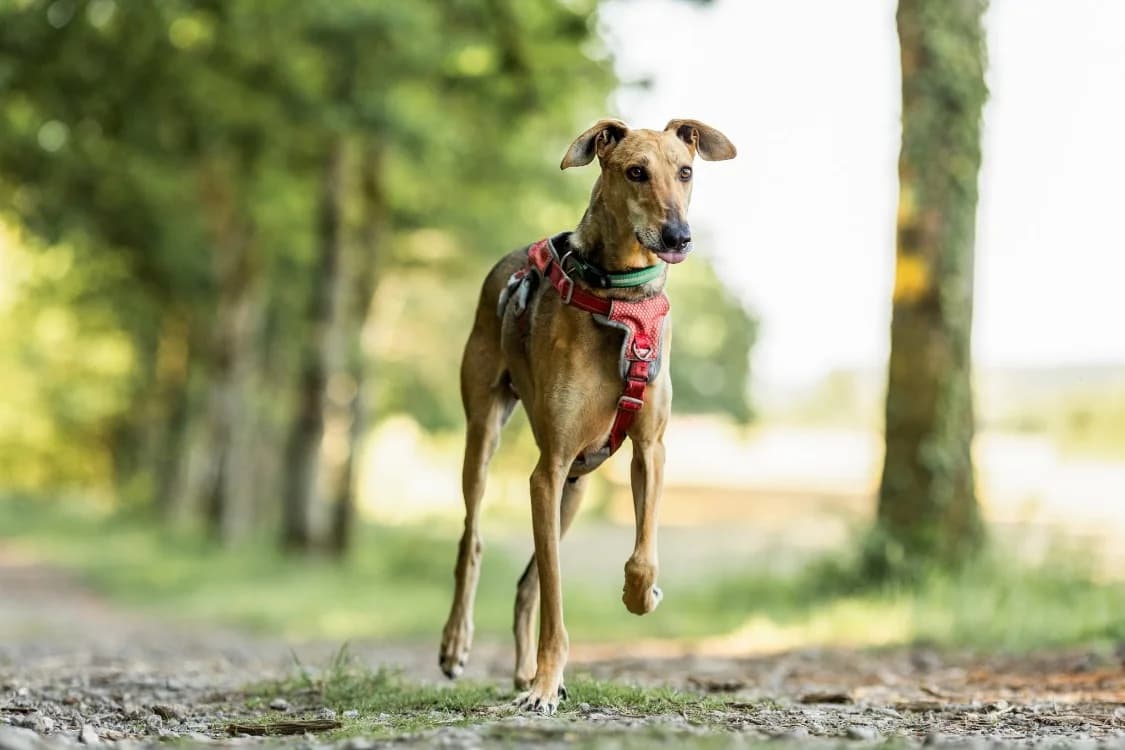 LEVIS, male 4yo mixed breed for adoption at SPA Gennevilliers (Grammont), Gennevilliers