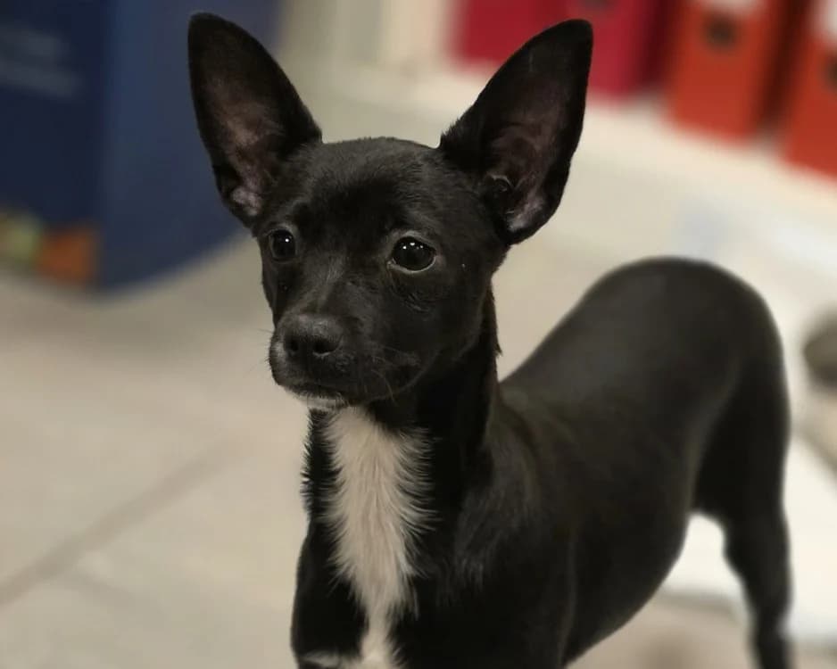LEYLA, female puppy Mixed Breed for adoption at SPA Gennevilliers (Grammont), Gennevilliers