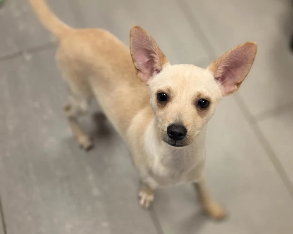 LEYLO, male puppy Mixed Breed for adoption at SPA Gennevilliers (Grammont), Gennevilliers