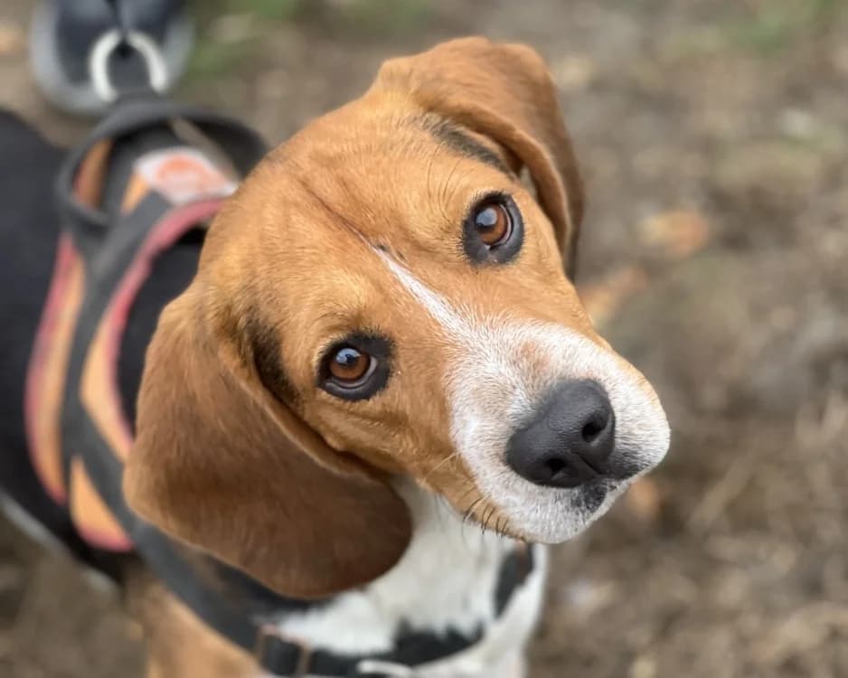 VERSUS, male young Beagle for adoption at SPA Gennevilliers (Grammont), Gennevilliers