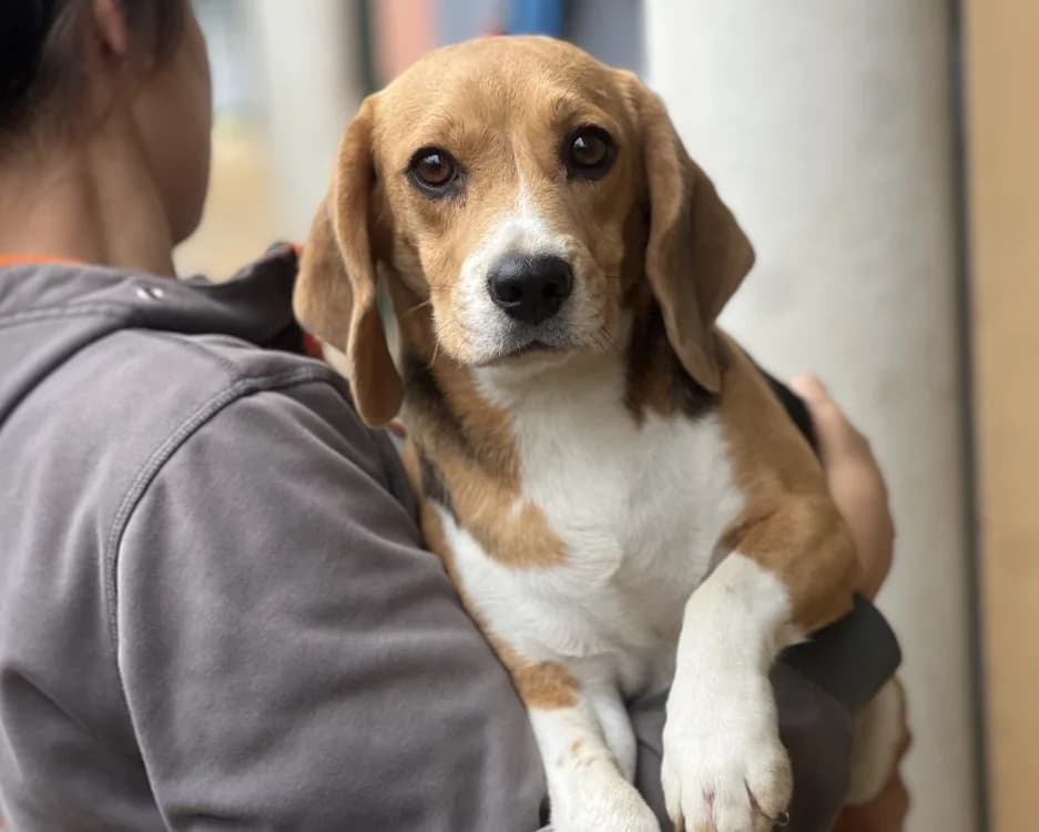 THALASSA, female 4yo Beagle for adoption at SPA Gennevilliers (Grammont), Gennevilliers