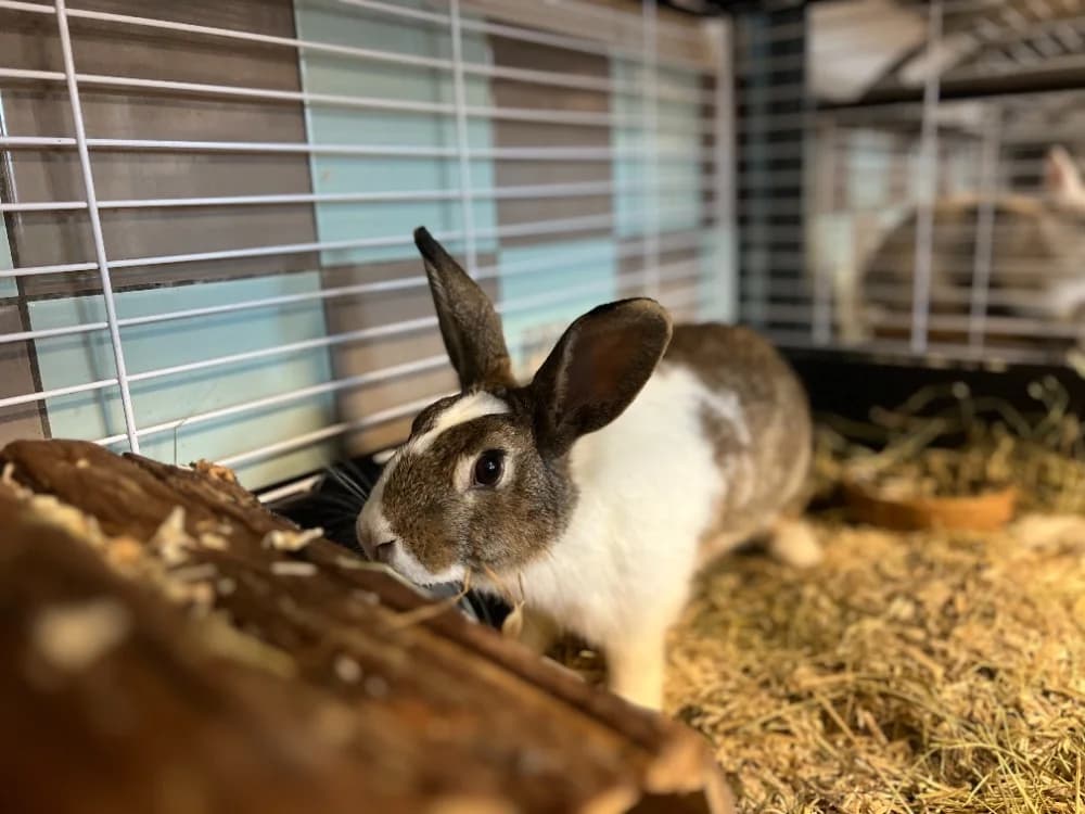NEPTUNE, female Mixed Breed for adoption at SPA Gennevilliers (Grammont), Gennevilliers