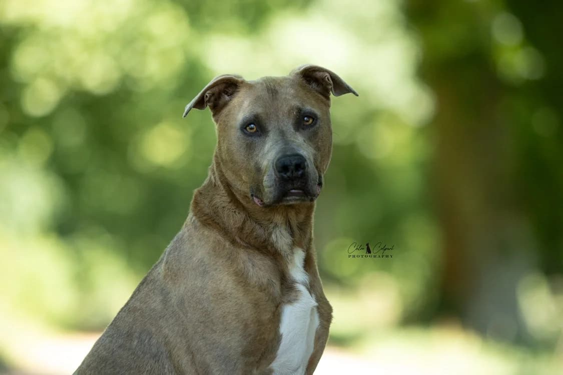 Pablo 2, male 6yo Mixed Breed for adoption at SPA Golfech, Golfech