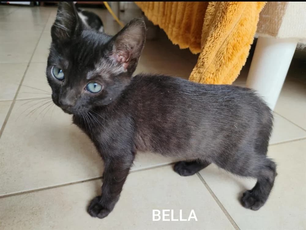 BELLA, female Mixed Breed for adoption at SPA Golfech, Golfech