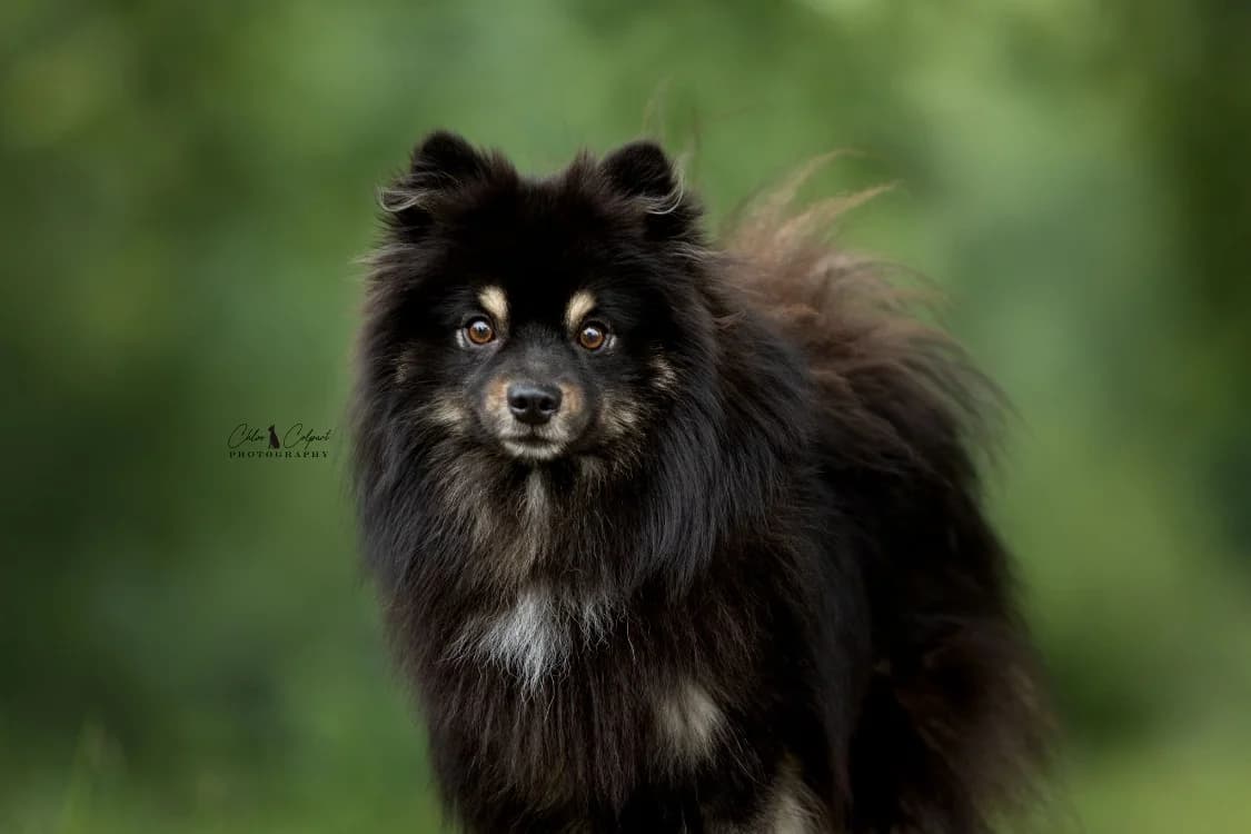 Ares, male young Mixed Breed for adoption at SPA Golfech, Golfech
