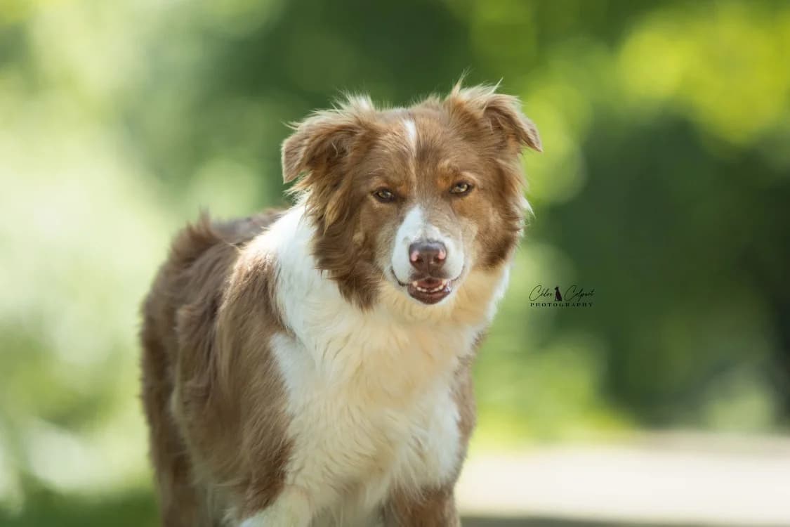 Glue (réservée), female 4yo Border Collie for adoption at SPA Golfech, Golfech