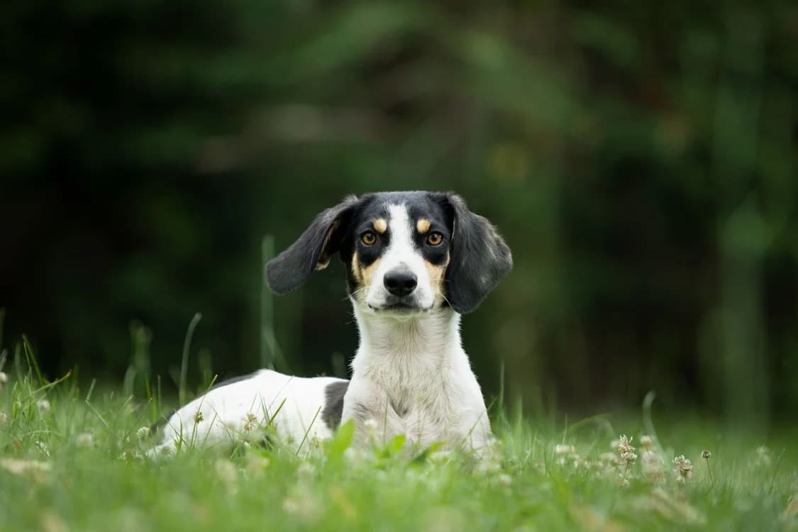 Ketchup, male young Mixed Breed for adoption at SPA Golfech, Golfech
