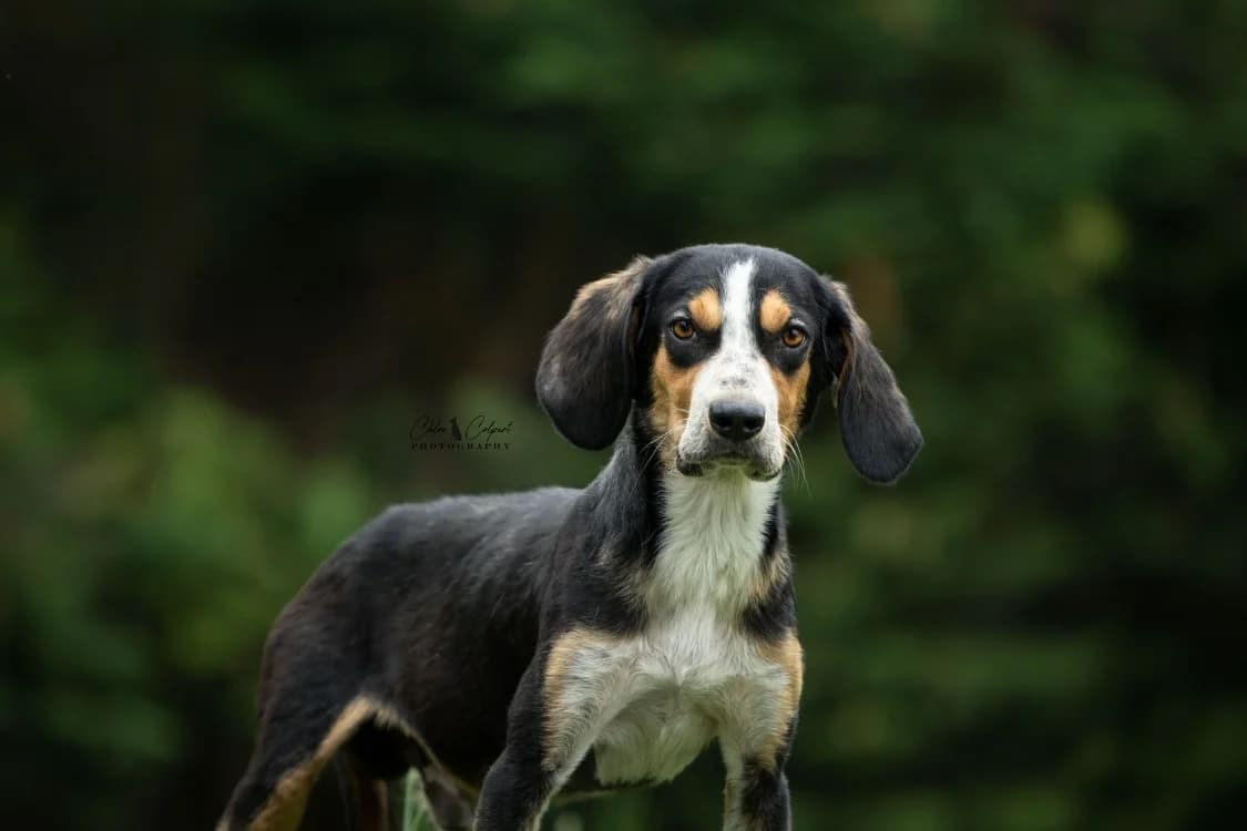 Oreo, male young Mixed Breed for adoption at SPA Golfech, Golfech