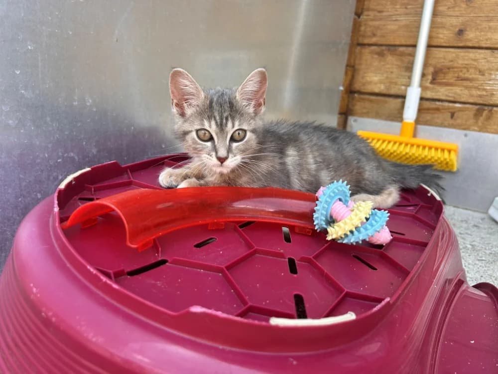 Tchikita, female Mixed Breed for adoption at SPA Golfech, Golfech