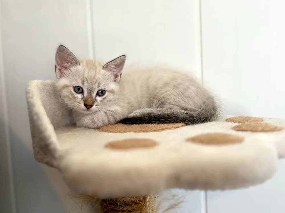 Snowy, male puppy Mixed Breed for adoption at SPA Golfech, Golfech