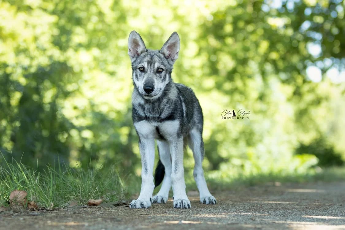 Shadow, male puppy German Shepherd for adoption at SPA Golfech, Golfech