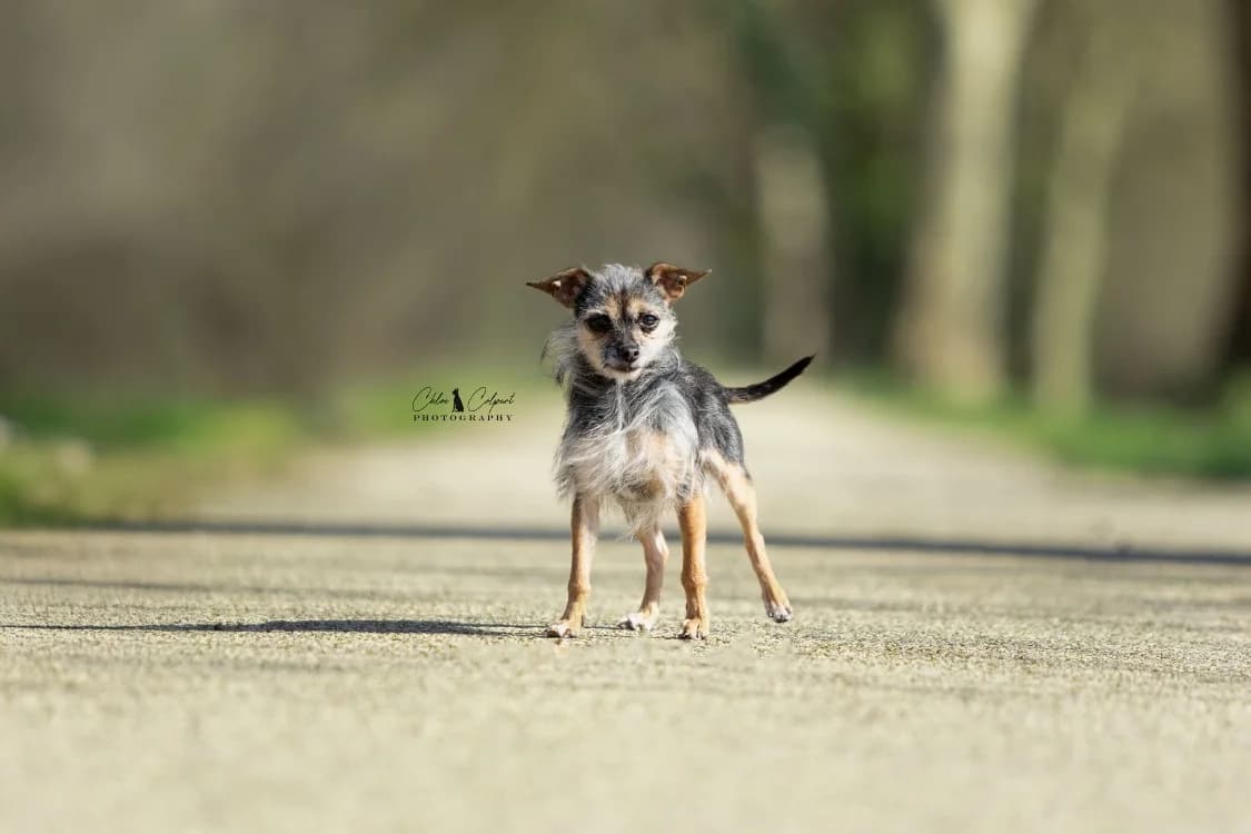 Piana, female young Mixed Breed for adoption at SPA Golfech, Golfech