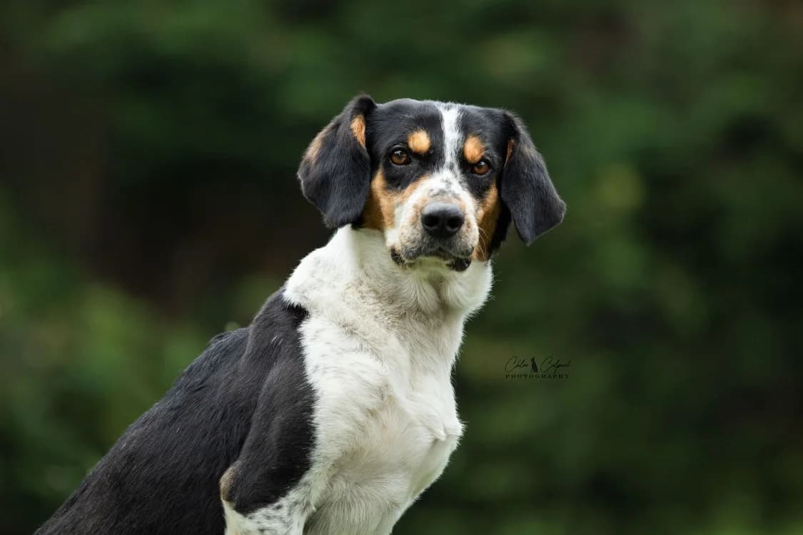 Patapouf, male senior Beagle for adoption at SPA Golfech, Golfech