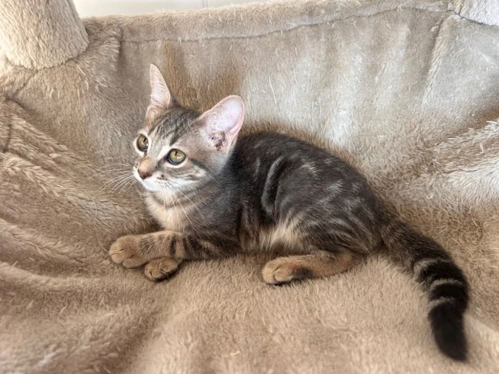 Barchetta, female puppy Mixed Breed for adoption at SPA Golfech, Golfech