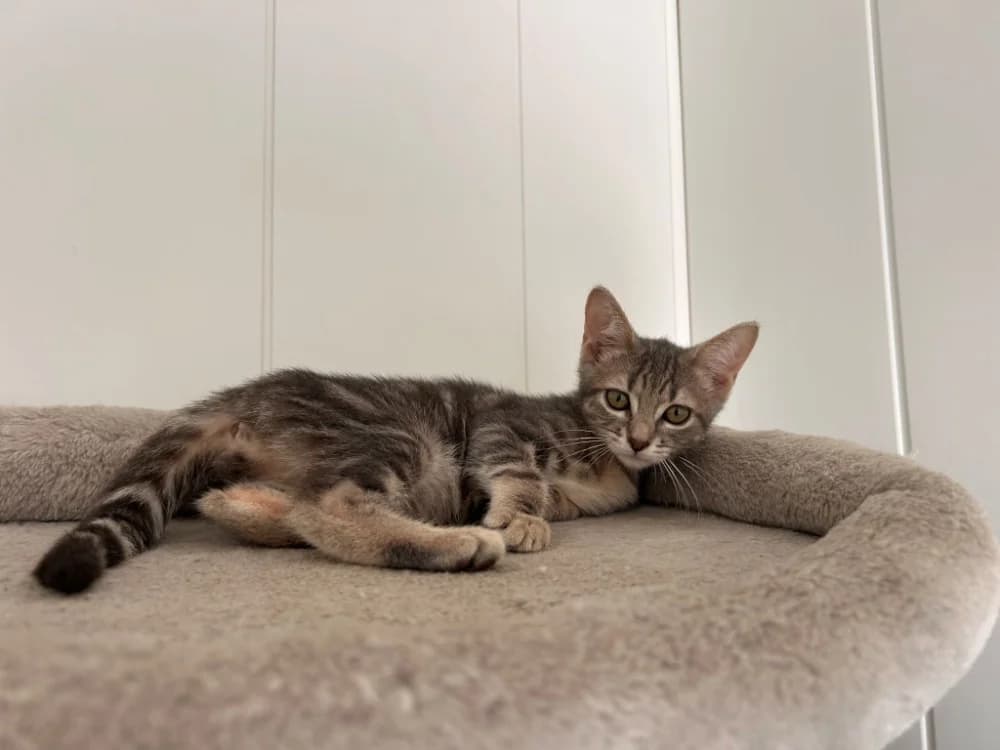 Bugatti, male puppy Mixed Breed for adoption at SPA Golfech, Golfech