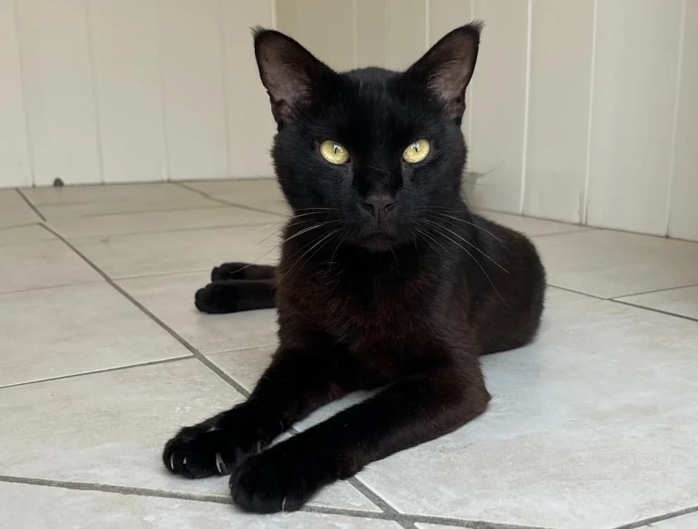 Nocturne, male 6yo mixed breed for adoption at SPA Golfech, Golfech