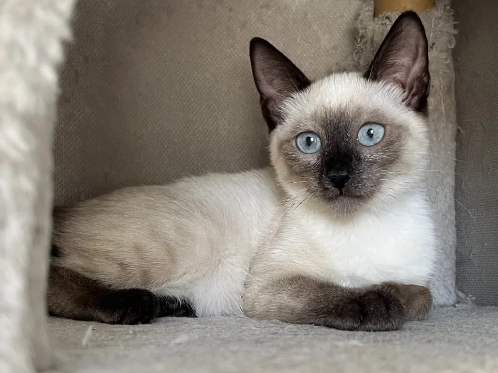 Barbalala, female Mixed Breed for adoption at SPA Golfech, Golfech
