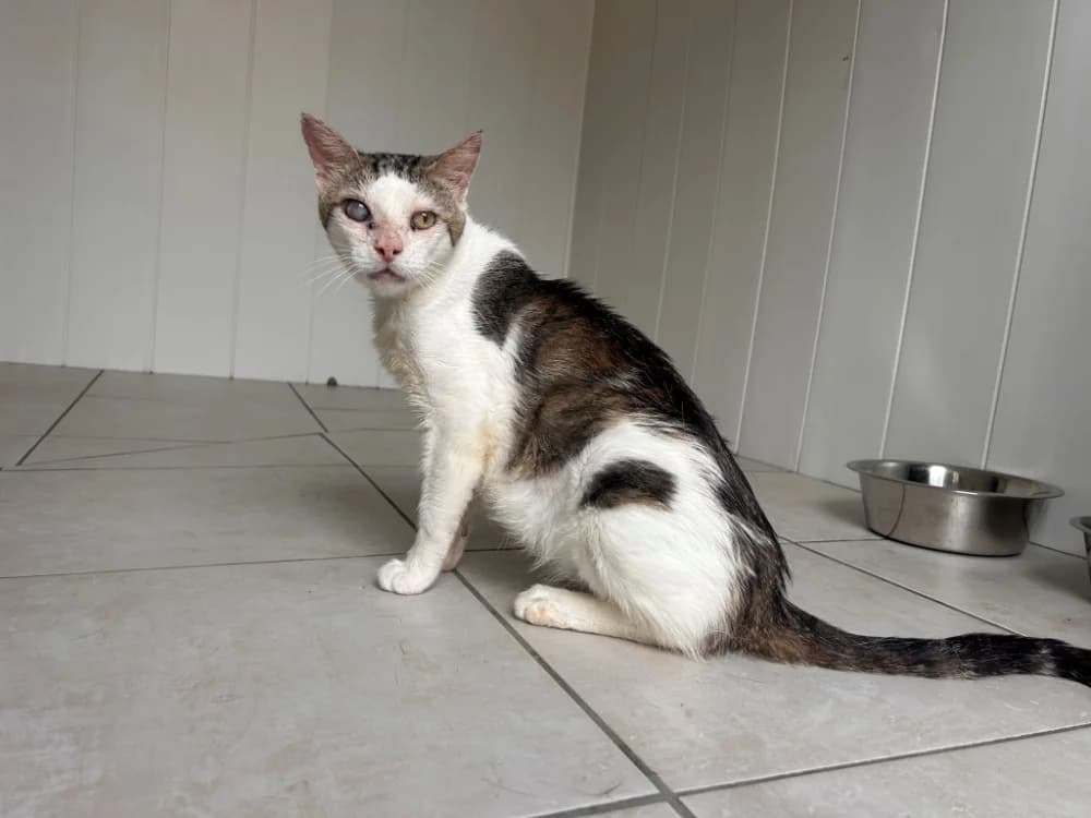 Lougate, male 7yo Mixed Breed for adoption at SPA Golfech, Golfech
