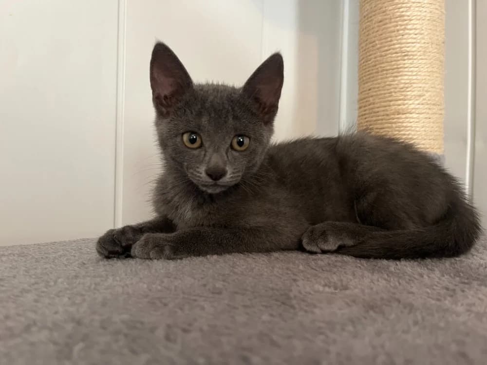 Bidou, male puppy Mixed Breed for adoption at SPA Golfech, Golfech