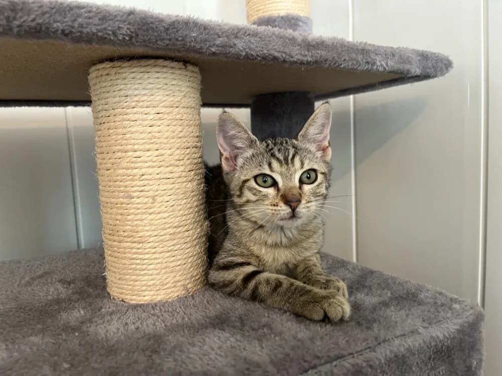 Corail, female Mixed Breed for adoption at SPA Golfech, Golfech