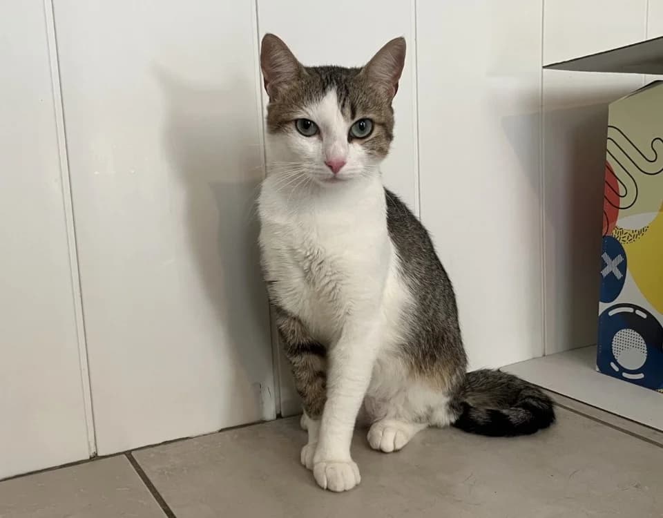 Pompom, male young Mixed Breed for adoption at SPA Golfech, Golfech