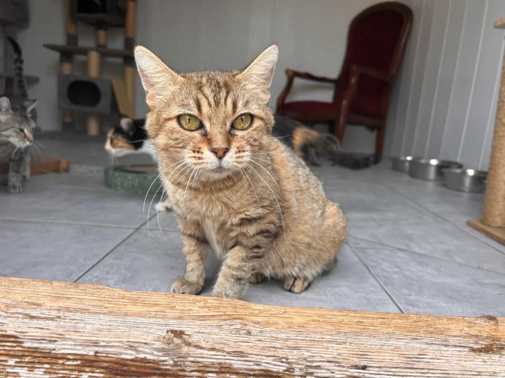 Zaria, female 5yo Mixed Breed for adoption at SPA Golfech, Golfech