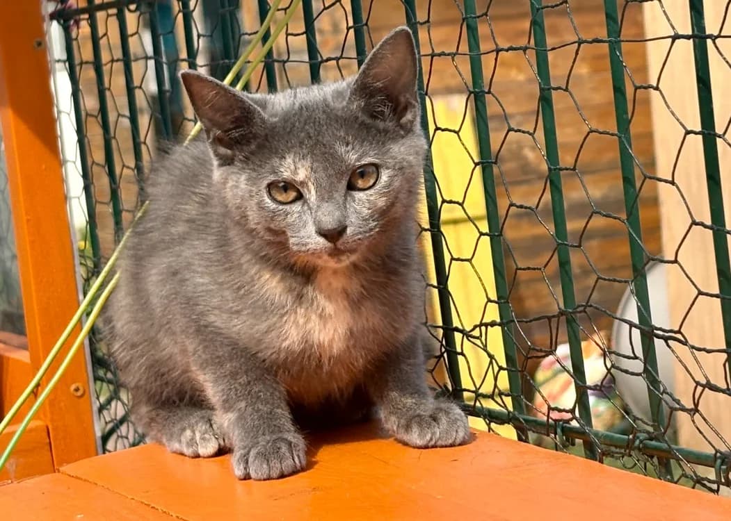Bidule, female mixed breed for adoption at SPA Golfech, Golfech