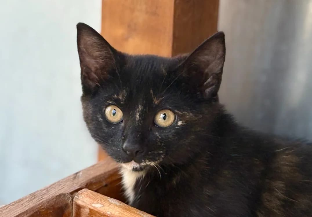 Bidouchka, female Mixed Breed for adoption at SPA Golfech, Golfech