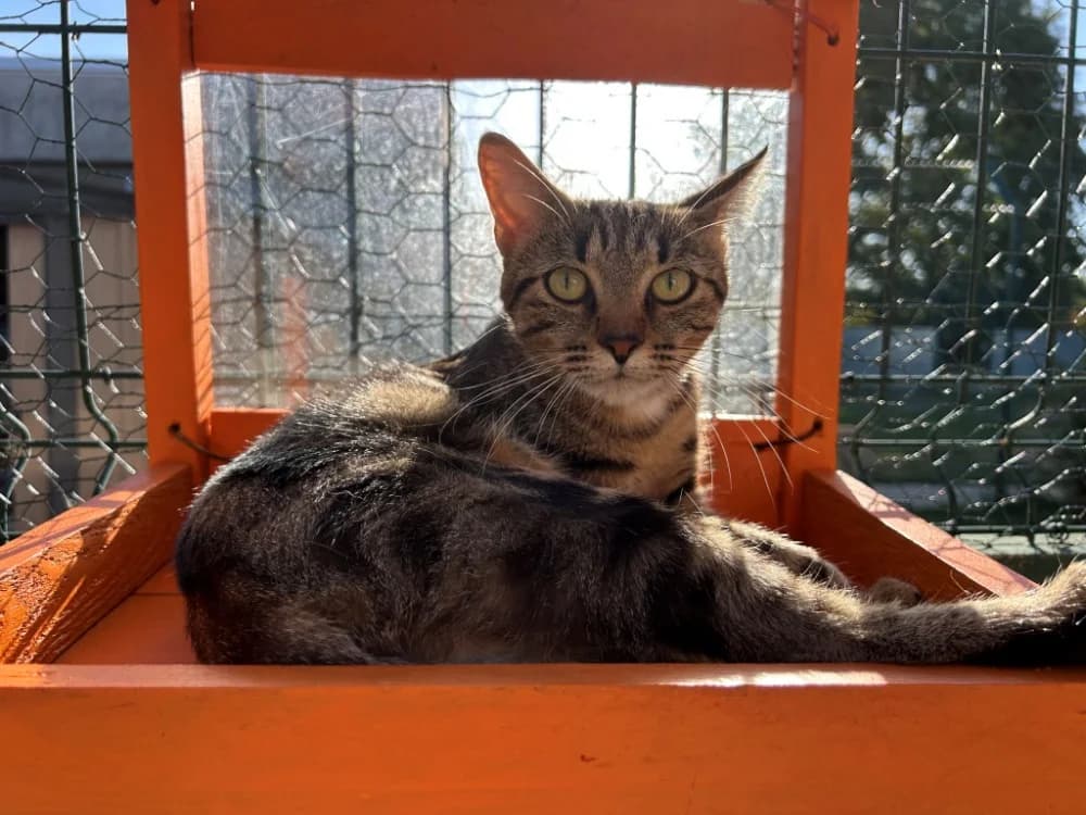 Cersei, female mixed breed for adoption at SPA Golfech, Golfech