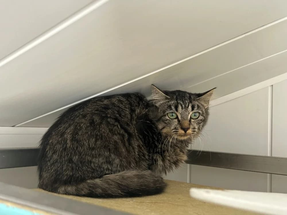 Lyanna, female Mixed Breed for adoption at SPA Golfech, Golfech