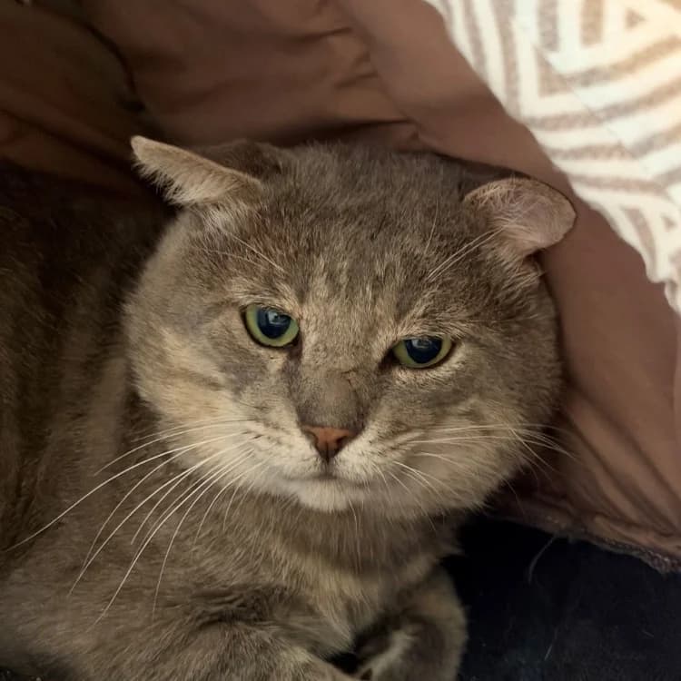 Anolis, male senior Mixed Breed for adoption at SPA Golfech, Golfech