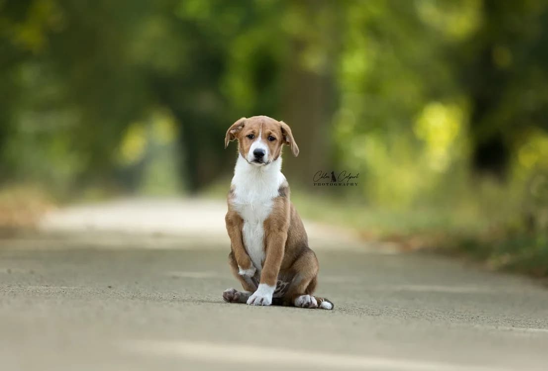 Eloïse, female puppy Mixed Breed for adoption at SPA Golfech, Golfech