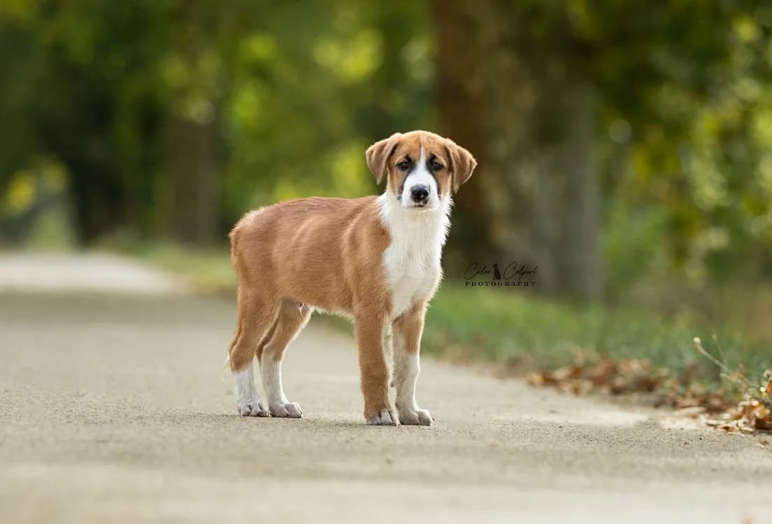 Lovit, male puppy Mixed Breed for adoption at SPA Golfech, Golfech