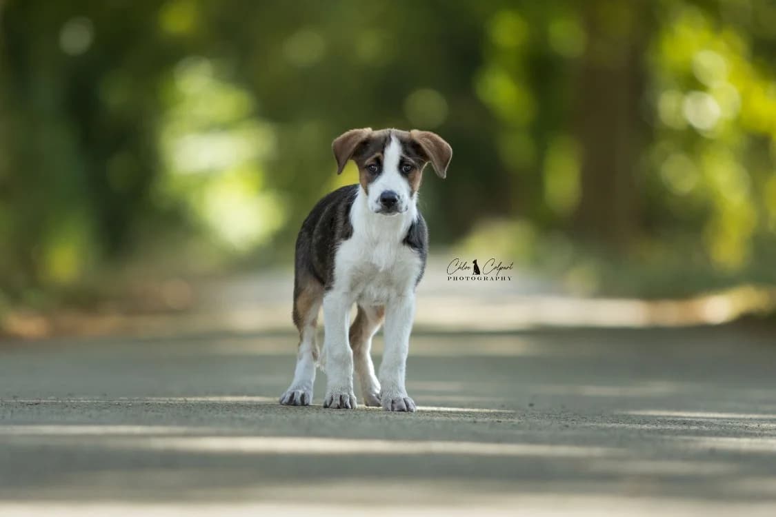 Baya, female puppy Mixed Breed for adoption at SPA Golfech, Golfech
