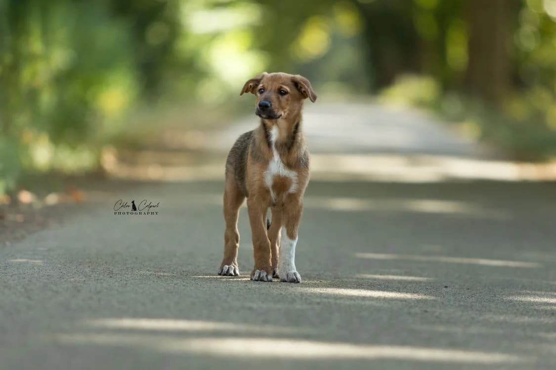 Maya, female puppy Mixed Breed for adoption at SPA Golfech, Golfech