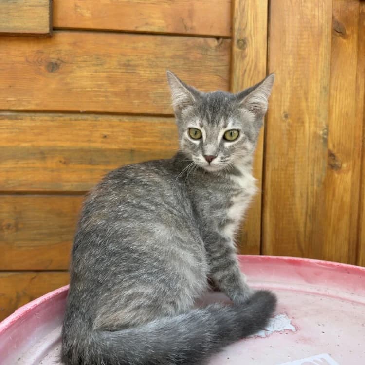 Bourrasque, female Mixed Breed for adoption at SPA Golfech, Golfech