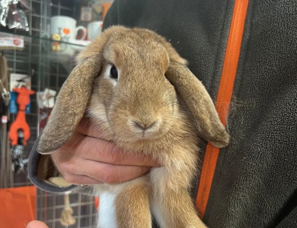 cracotte, male Mixed Breed for adoption at SPA Golfech, Golfech