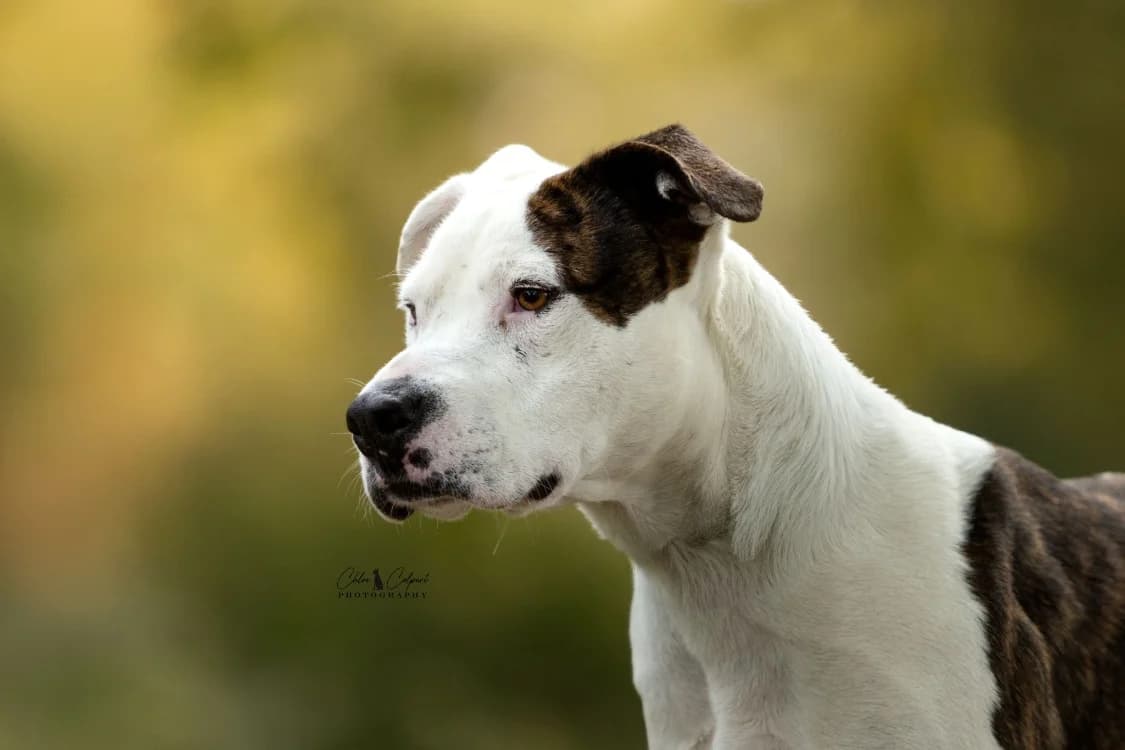 Argos, male young Mixed Breed for adoption at SPA Golfech, Golfech