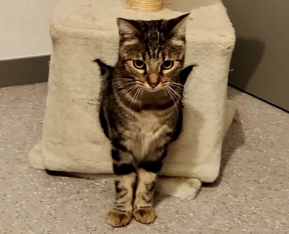 Muscade, female 3yo Mixed Breed for adoption at SPA Golfech, Golfech