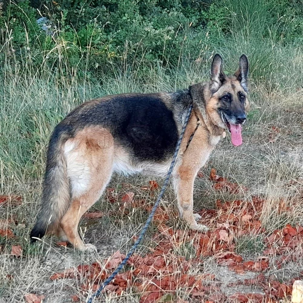 SNOOKIE, female senior German Shepherd for adoption at SPA Grillon