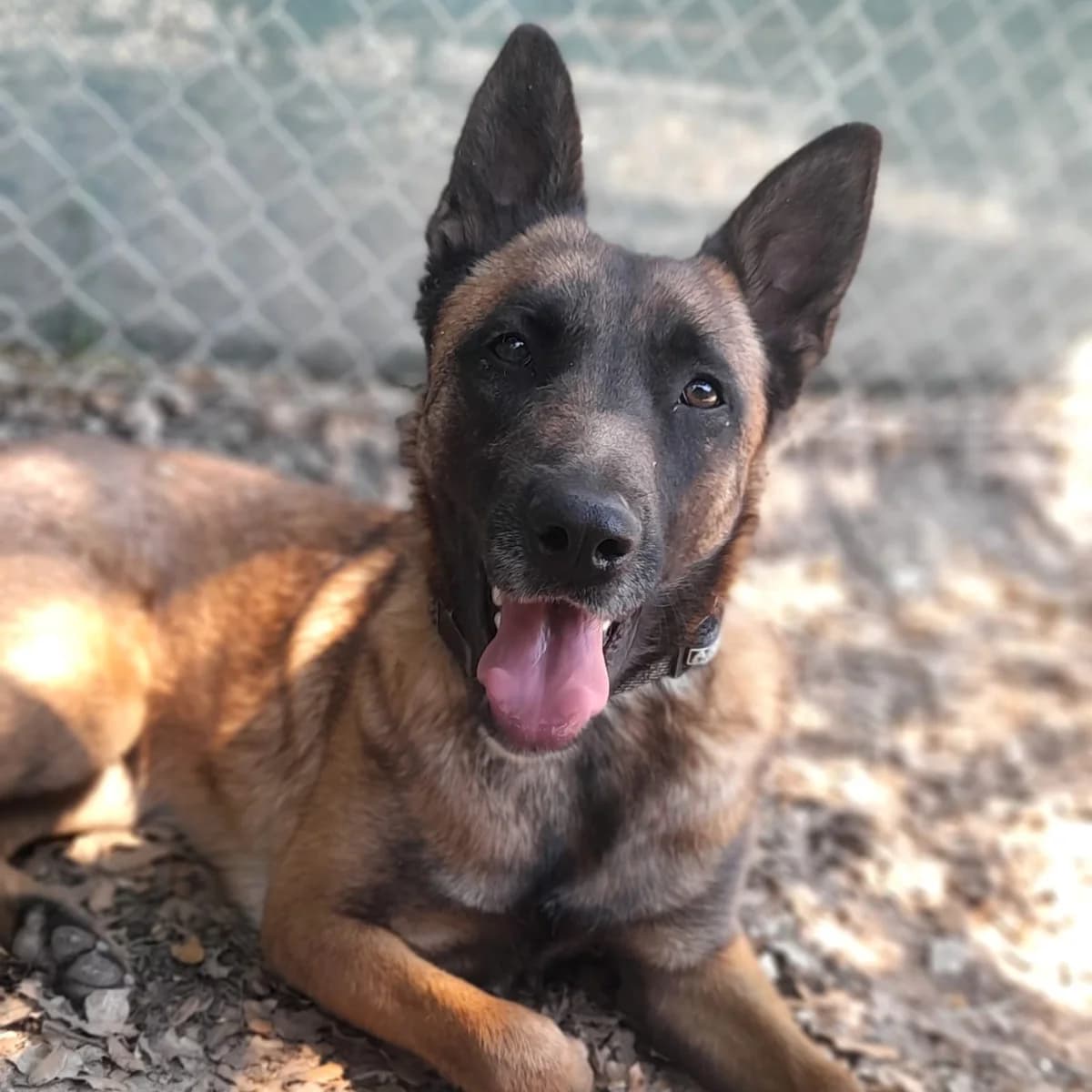Akila, female young Belgian Malinois for adoption at SPA Grillon