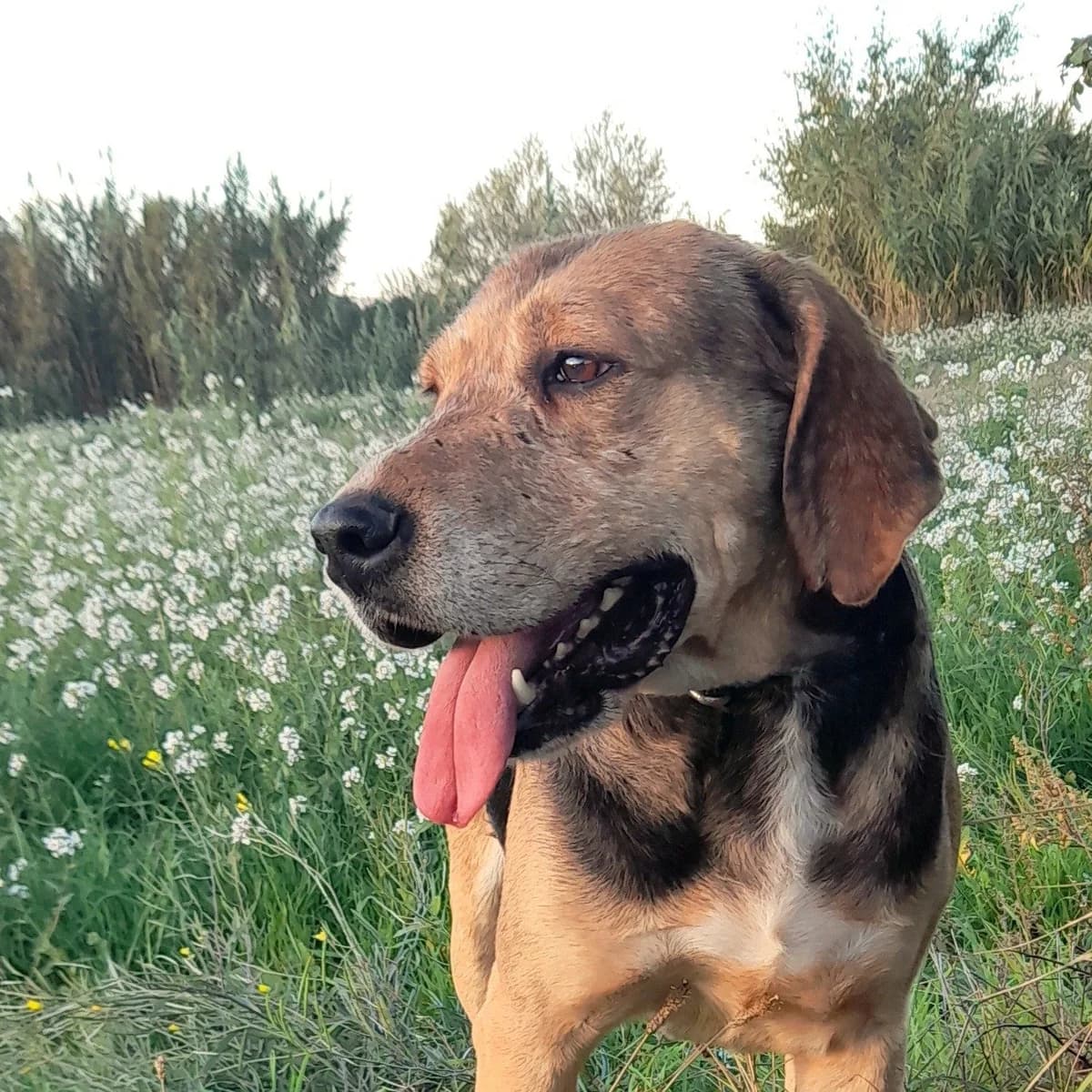 Balto, male 4yo Beagle for adoption at SPA Grillon